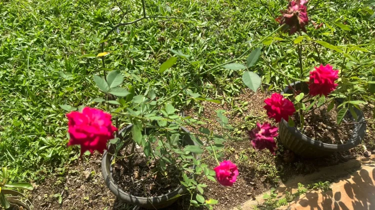 Menanam Mawar di Pekarangan, Hobi Sederhana yang Percantik Rumah