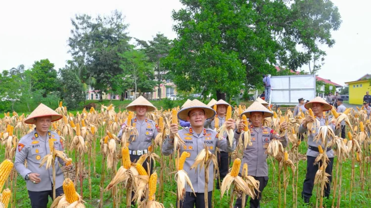 Polres Bintan Panen 200 Kilogram Jagung Dukung Ketahanan Pangan
