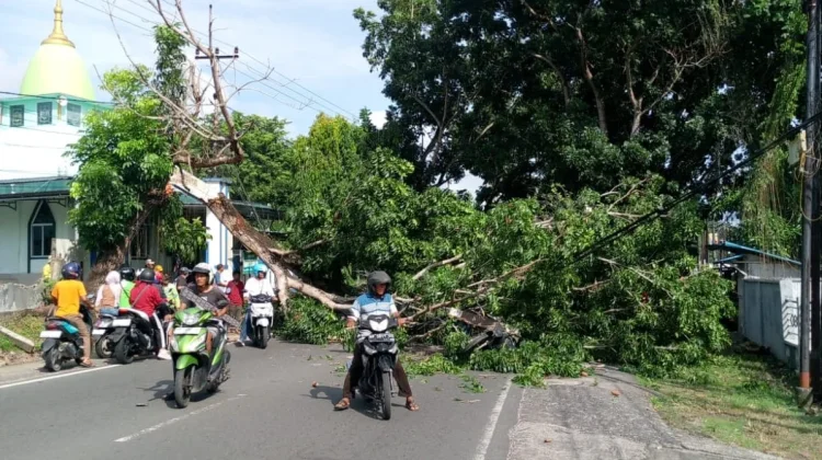 Pohon Tumbang di Km 5 Bawah Tanjungpinang, Empat Warga Terluka