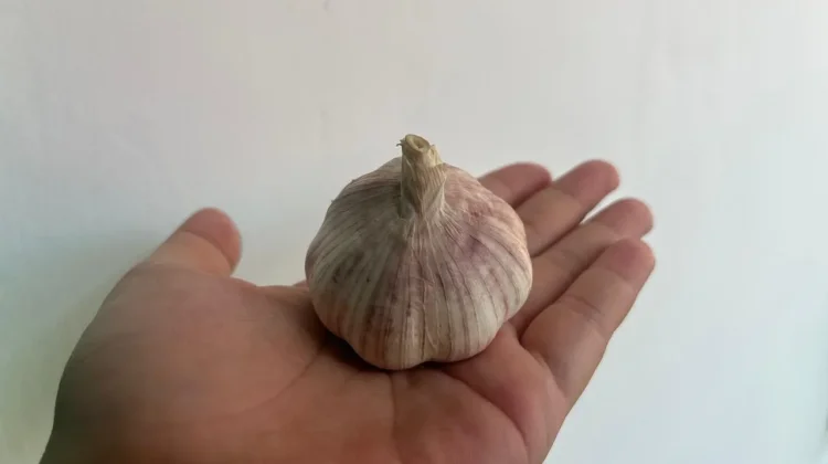 Manfaat Bawang Putih bagi Kesehatan, Bumbu Dapur dengan Segudang Khasiat