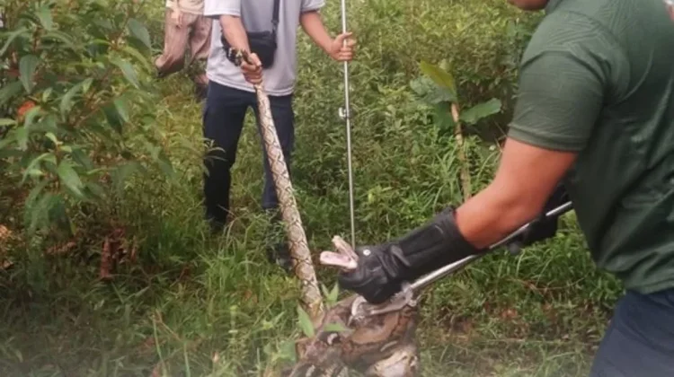 Damkar Evakuasi Ular Piton Tiga Meter Pemangsa Ayam