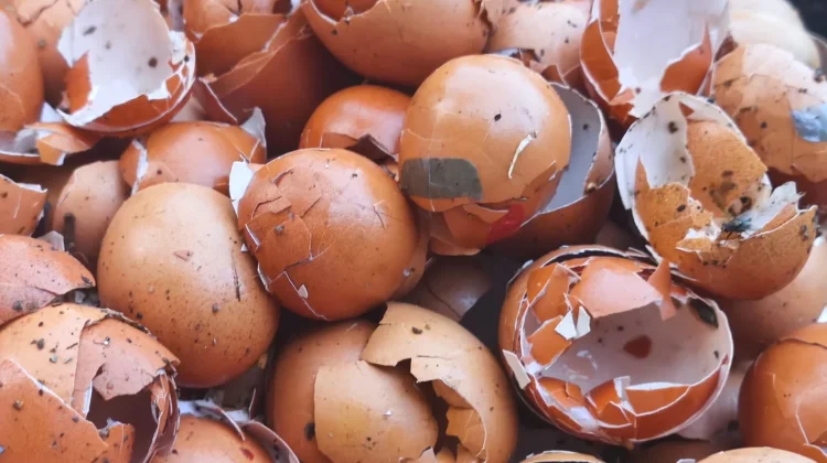 Cangkang Telur Bisa Jadi Nutrisi untuk Tanaman