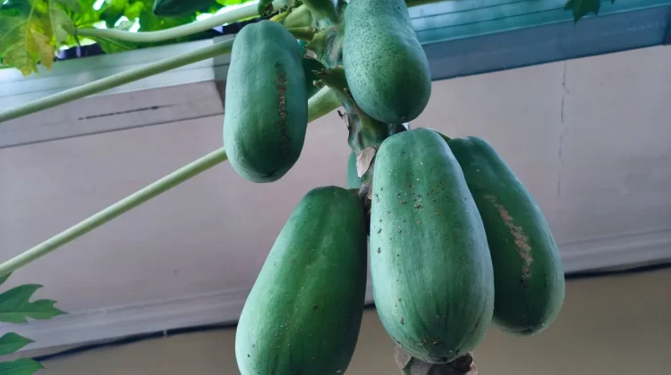 Pepaya Hijau, Si Buah Muda yang Kaya Manfaat