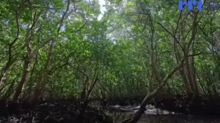 Pemerintah Diharapkan Tingkatkan Pendampingan Pengelolaan Produk Mangrove