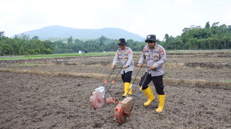 Polisi Tanam Jagung Pipil di Lahan 3,5 Hektare