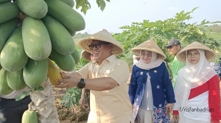 Panen Bersama di Toapaya Utara, Wagub Kepri Nyanyang Pastikan Atasi Pupuk Mahal