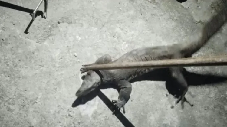 Biawak Besar Masuk Permukiman, Damkar Lingga Turun Tangan