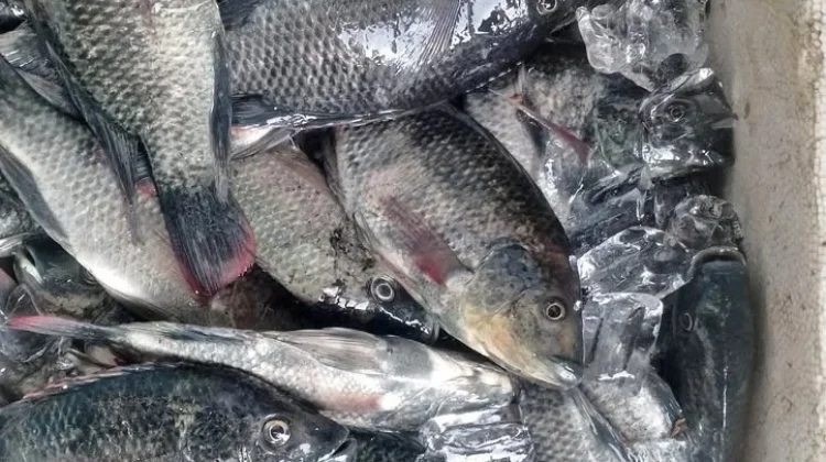 Ikan Air Laut atau Ikan Air Tawar, Mana yang Lebih Sehat ?