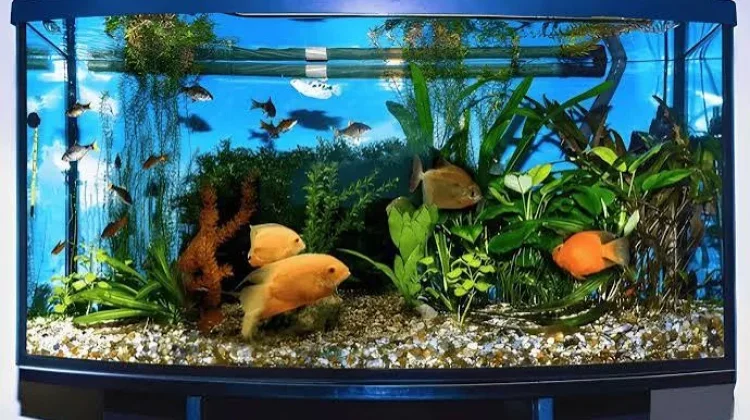 Akuarium Dunia Kecil yang Menenangkan