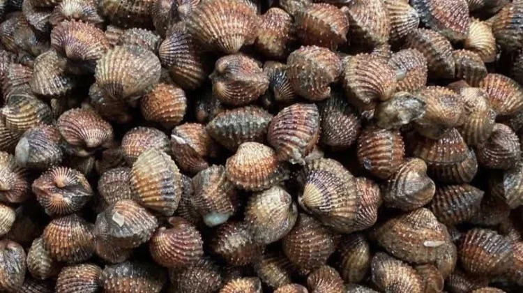 Kerang Dara Mentah Jadi Pilihan Olahan Laut Masyarakat Tanjungpinang