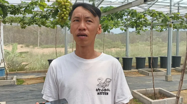 Budidaya Anggur Bintan Berpeluang Penuhi Kebutuhan Pasar Lokal