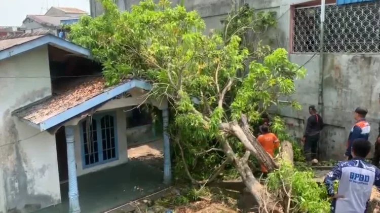 BPBD Tanjungpinang Evakuasi Pohon Tumbang di Jalan Kamboja