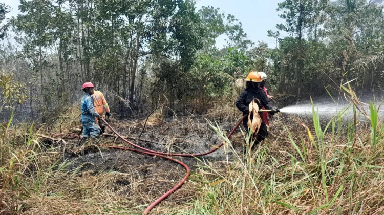 Karhutla Hanguskan Lima Hektare Lahan di Sri Bintan
