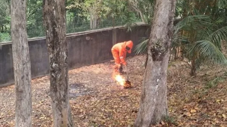 Damkar Lingga Evakuasi Dua Sarang, Petugas Tersengat