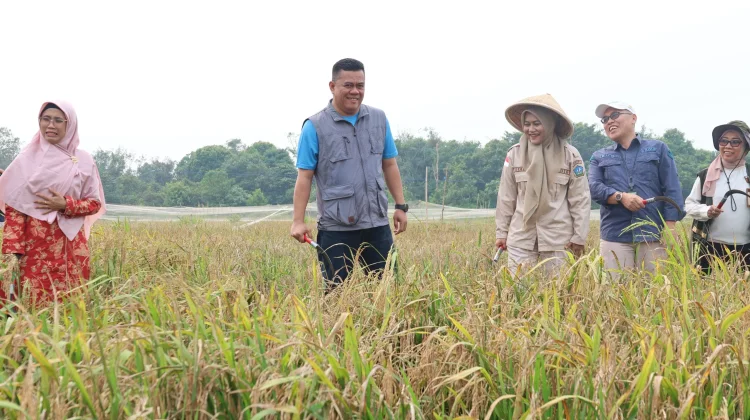 Pemkab Bintan Dorong Produktivitas Pertanian lewat Demplot Padi