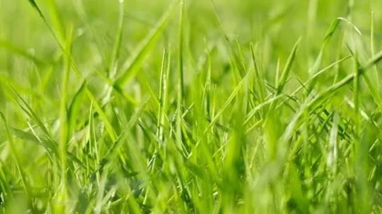 Rumput dan Kemampuan Menyimpan Air