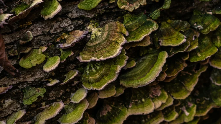 Hutan ternyata Punya Jaringan Rahasia