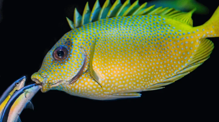 Ikan Kecil Jadi Dokter di Laut