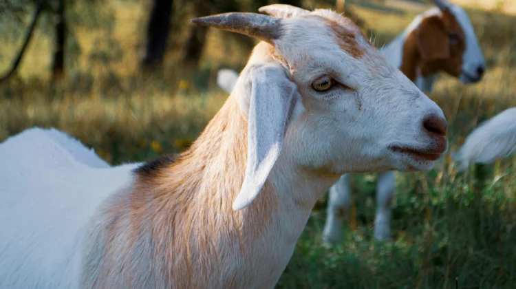 Kota di California Rekrut Ribuan Kambing Jadi Pasukan Pemadam Kebakaran
