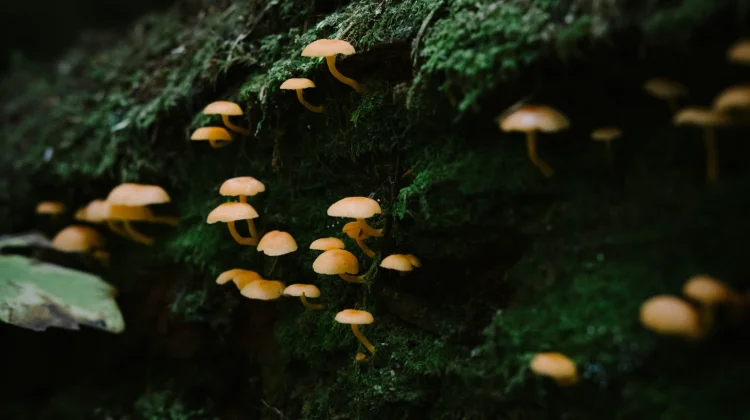 Hutan Bisa Kolaps jika tanpa Jamur
