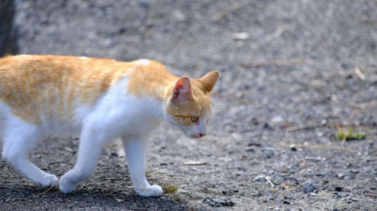 Fenomena Unik Pulau Berpenduduk Mayoritas Kucing