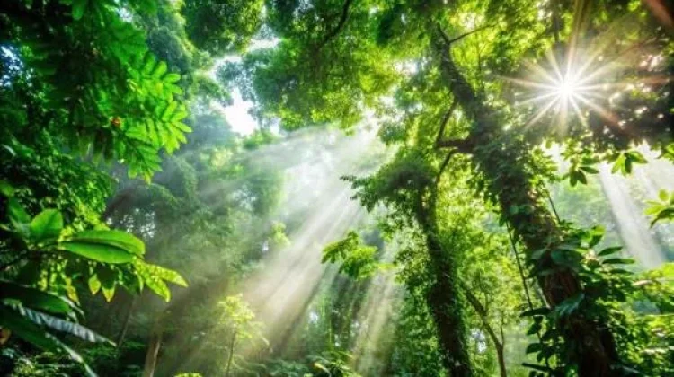 Hutan Hujan Menyimpan Keindahan yang Menakjubkan