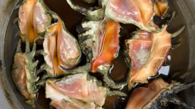 Kerang Ranga, Rasa Nikmatnya Mengalahkan Keunikan Bentuk Cangkangnya