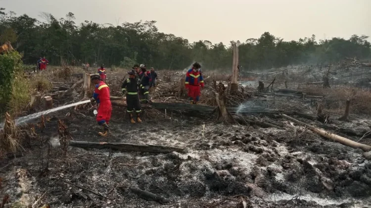 Kebakaran Lahan di Desa Berindat Kabupaten Lingga Hanguskan 2,5 Hektare