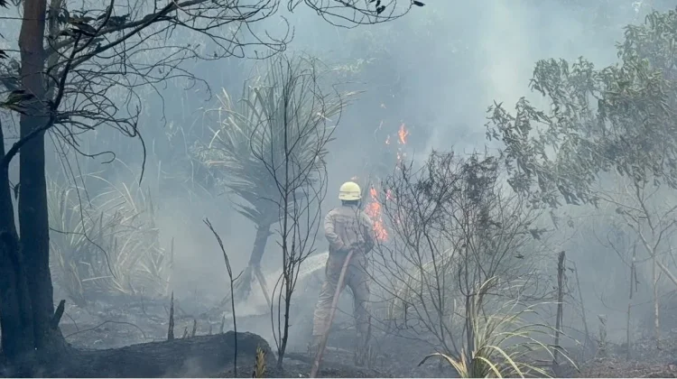 Mitigasi Tekan Kebakaran Hutan dan Lahan di Toapaya