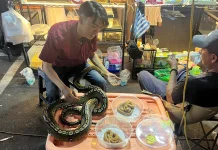Stand Reptil Bazar Imlek Tarik Antusias Pengunjung