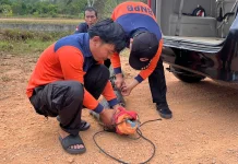 Buaya Dua Meter Diamankan BPBD Bintan