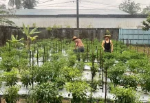 Kebun Cabai Dosen Tanjungpinang Hasilkan Jutaan Rupiah
