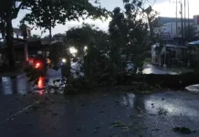 Angin Kencang Sebabkan Dua Buah Pohon Tumbang di Lokasi yang Berbeda