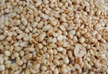 Kacang Tojin Tetap Jadi Camilan Favorit Masyarakat Tanjungpinang