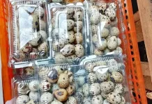 Telur Puyuh Bagi Penderita Alergi, Yes or No ?