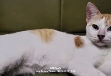 Dibalik Bulu yang Sederhana, Ada Cinta yang Luar Biasa