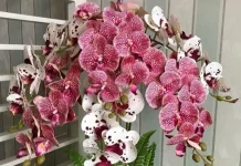 Mekar tanpa Kemewahan, Bersinar dengan Ketulusan