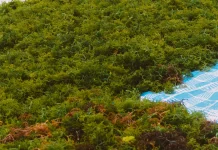 Rumput Laut Sebagai Komoditas Unggulan Sektor Kelautan