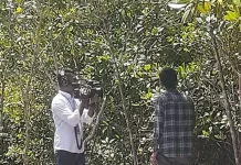 Mangrove Guru bagi Kehidupan Pesisir
