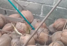 Damkar Lingga Evakuasi Ular Sanca Masuk Kandang Ayam