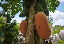 Manis dan Menyegarkan, Pepaya Madu Jadi Favorit Masyarakat