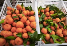 Jeruk Mandarin Jadi Simbol Kebersamaan di Lebaran dan Imlek