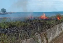 Semak Terbakar di Dabo, Damkar Bergerak Cepat
