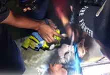Kucing Nyangkut di Plafon, Damkar Turun Tangan