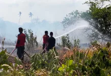 Sebanyak 9 Titik Karhutla di Wilayah Toapaya, Damkar Padamkan Api Seharian