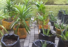 Daun Pandan Wangi yang Tak Terlihat