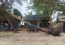 Penyewaan Pondok di Pantai Trikora Raup Keuntungan Lumayan Besar saat Hari Libur