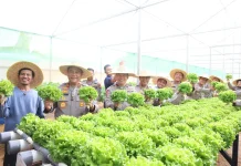 Polda Kepri Panen Perdana Hidroponik Dukung Ketahanan Pangan Nasional