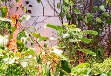 Masyarakat Jangan Membakar Sembarangan di tengah Cuaca Kering saat Ini