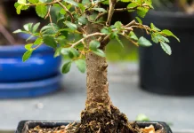 Makna dan Filosofi Tanaman Bonsai